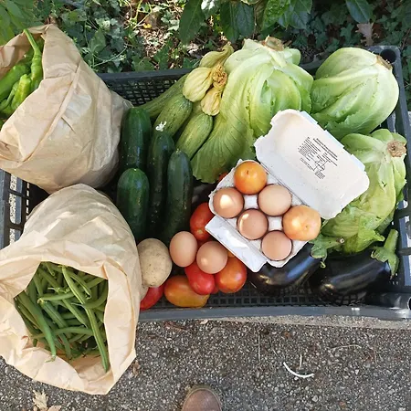 Tenuta Vitale - Azienda agricola multifunzionale-3